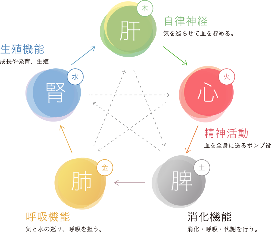 五臓六腑が相互に関係する図